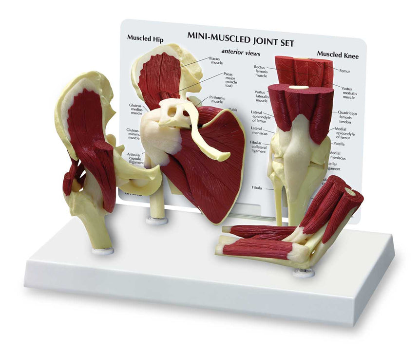 Set Sendi Mini-Muscled [SKU: SB47324]