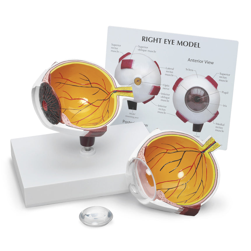 Eye Model Labeled
