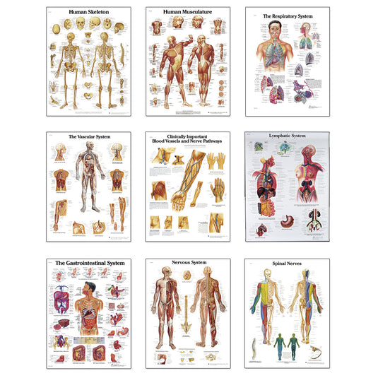 3B Scientific® Gráficos anatómicos - Juego completo de 9