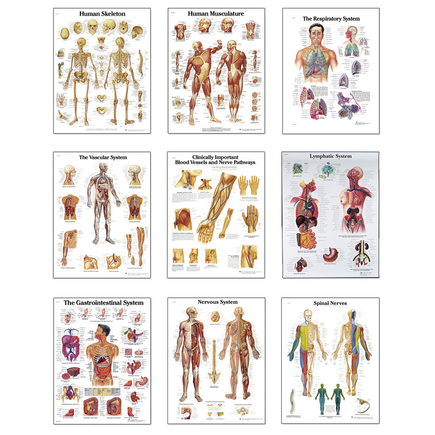 3B Scientific® Anatomical Charts - Complete Set of 9