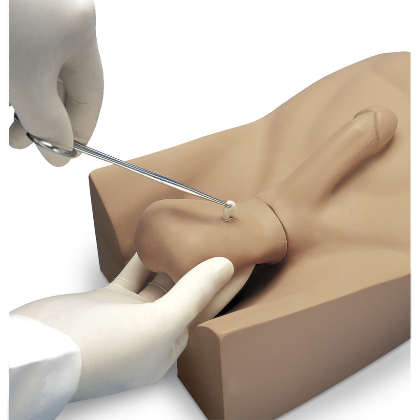 Gaumard® No-Scalpel Vasectomy (NSV) Model – Nasco Healthcare