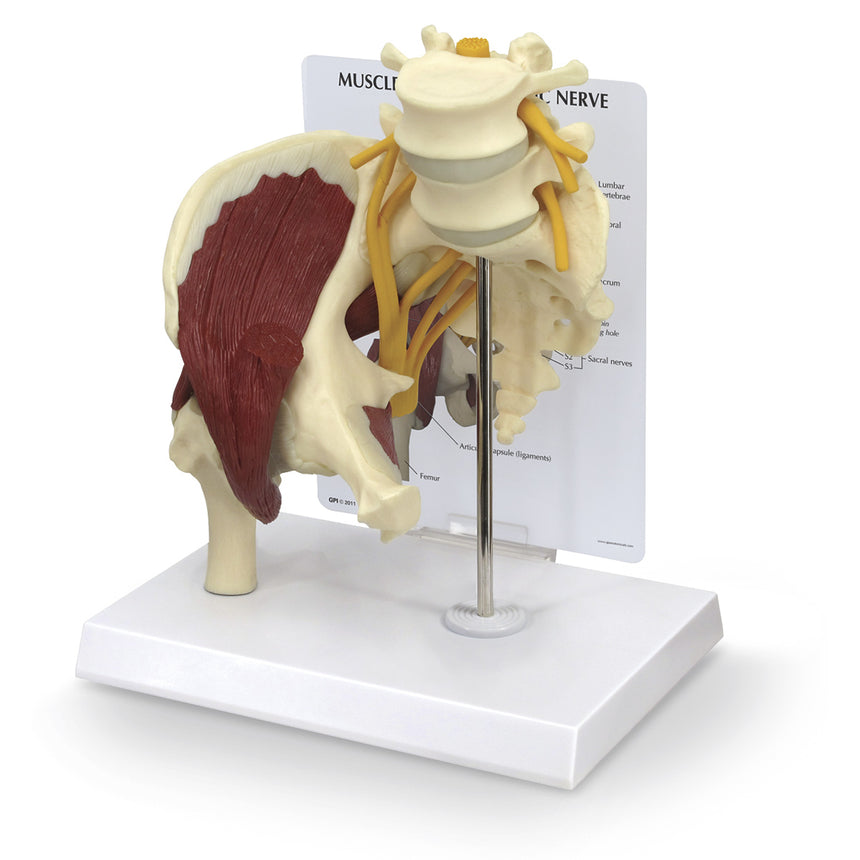 Muscled Hip with Sciatic Nerve Model