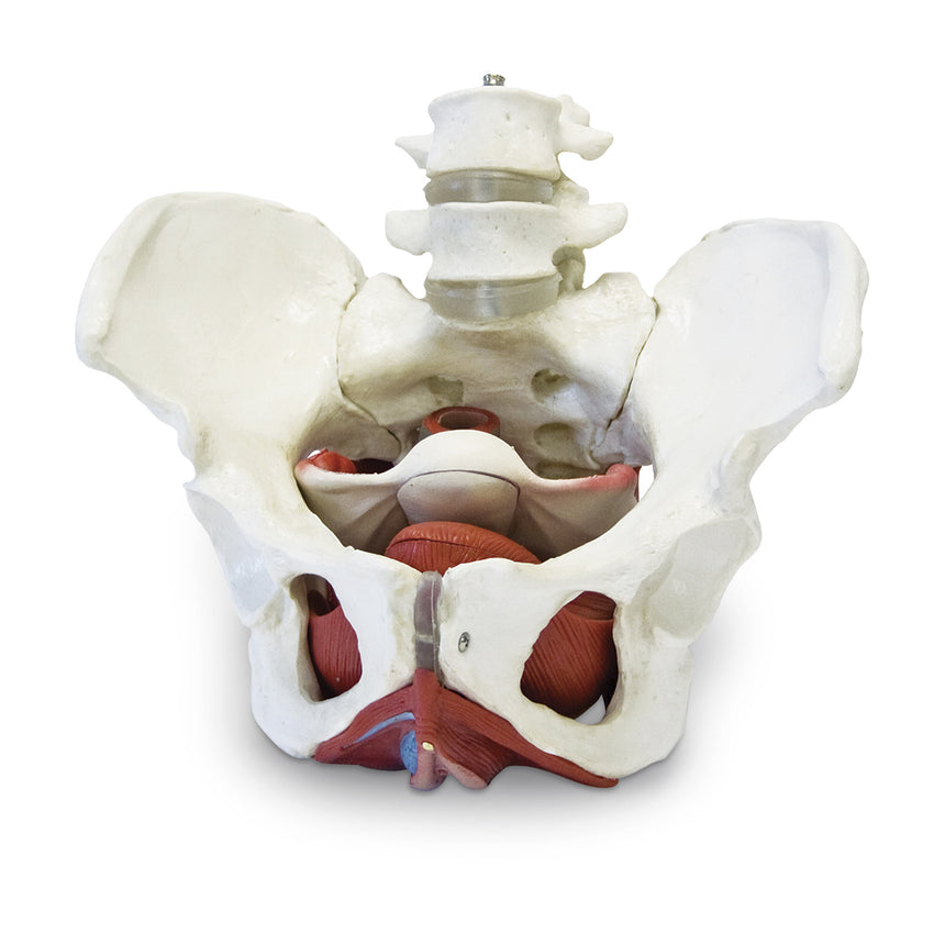 Female Pelvic Skeleton with Organs