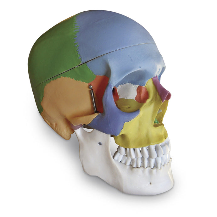 Colored Human Skull