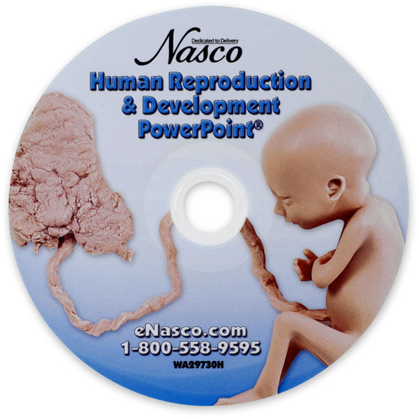 Fetal Development PowerPoint® [SKU: WA29730]